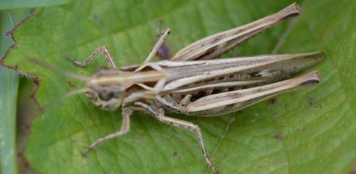 Réf. 333 618 : Chorthippus sp.
